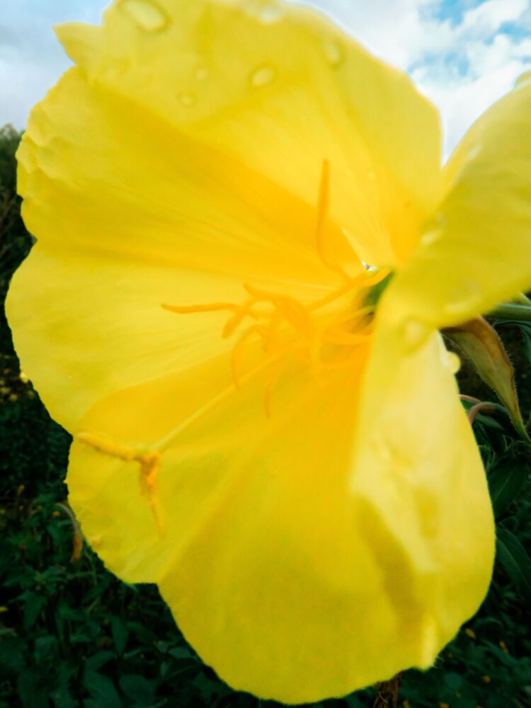 Fleur