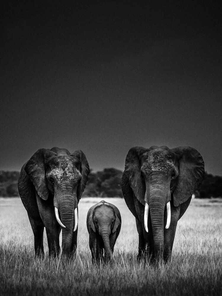 Body Guards