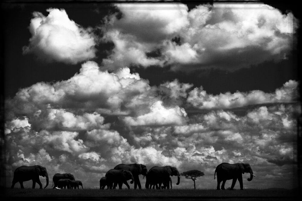 EL&Eacute;PHANTS DANS LES NUAGES