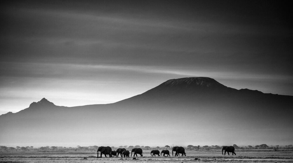 Giants in front of kilimanjaro I, Kenya 2015