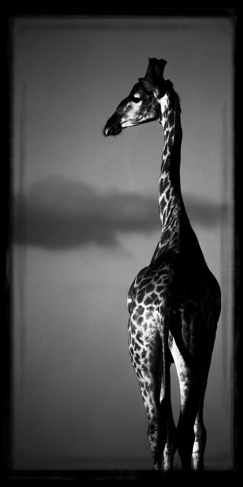 Girafe au dessus des nuages
