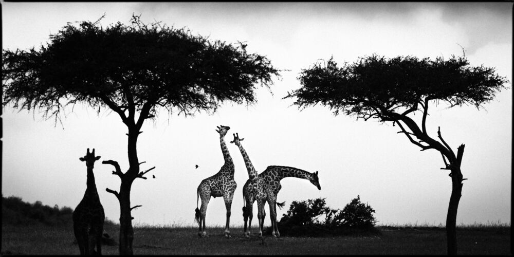 Girafe Between Trees