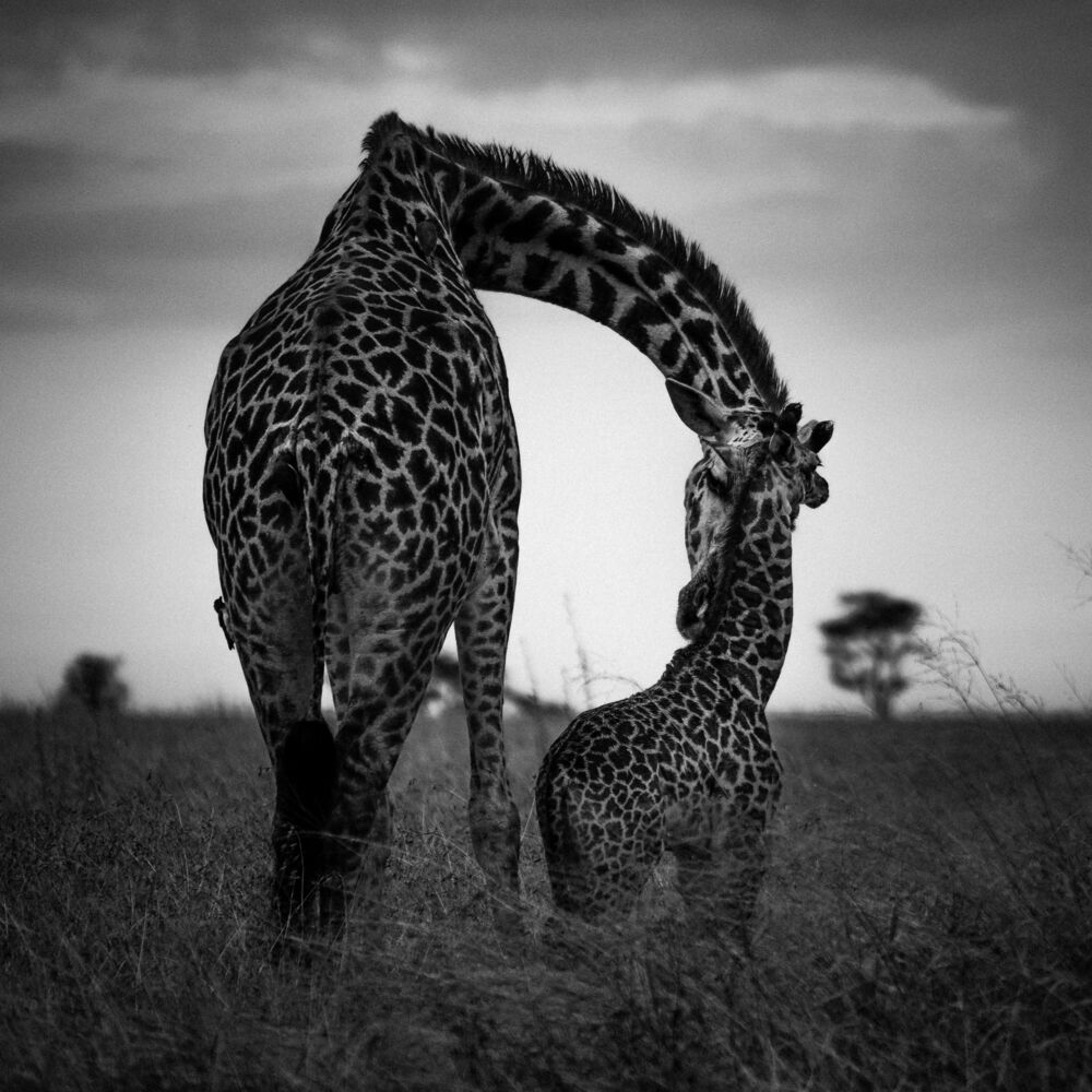 GIRAFON ET SA MERE