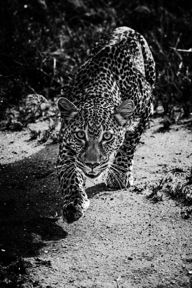HUNTING LEOPARD