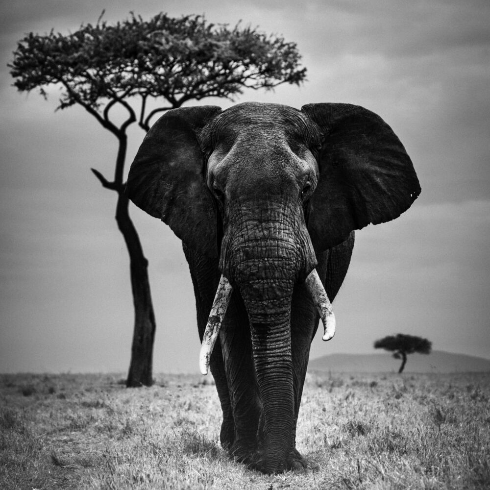 I AM THE GIANT