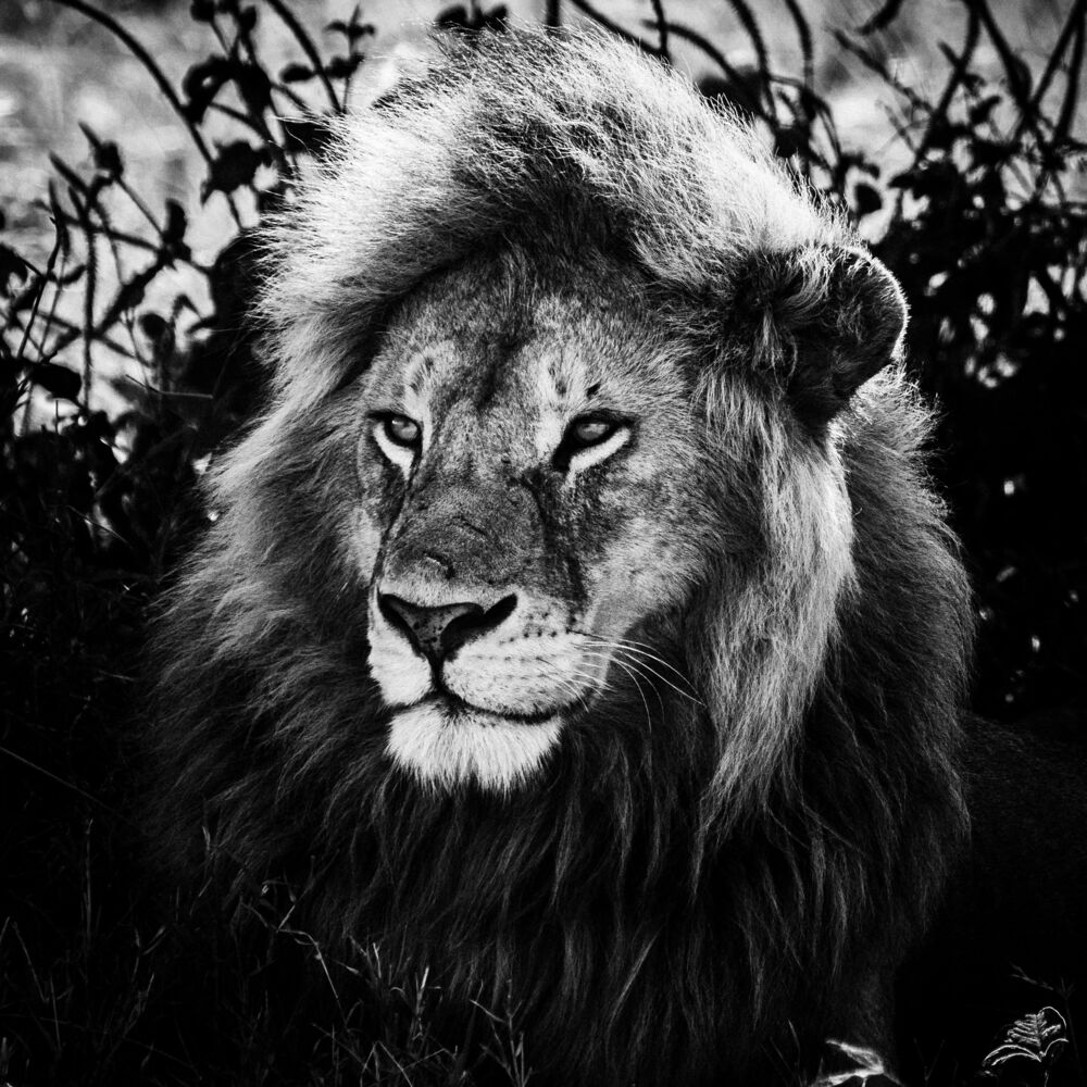 LE ROI SAGE