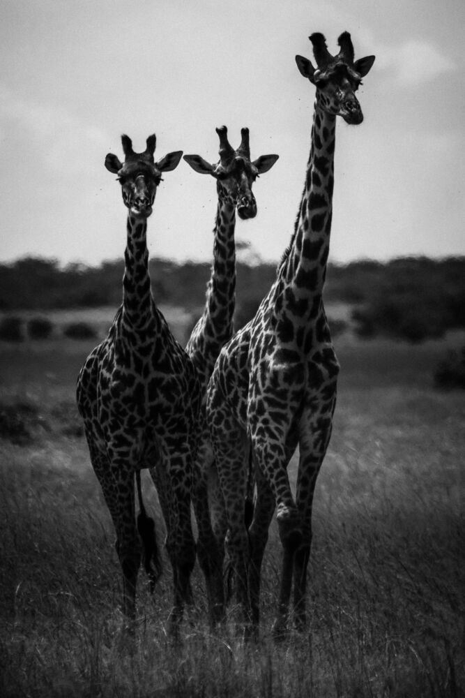 LES TROIS CURIEUSES