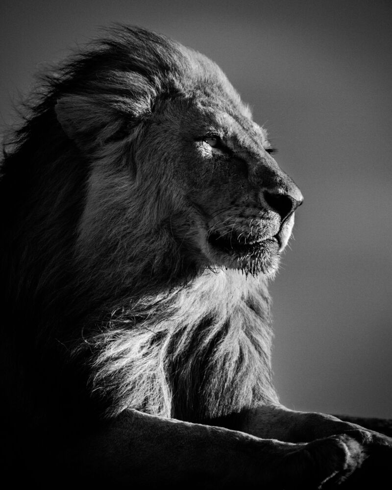 LION IN COMPLIANCE 2
