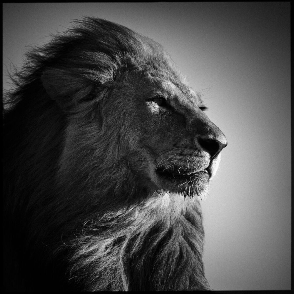Lion in Compliance