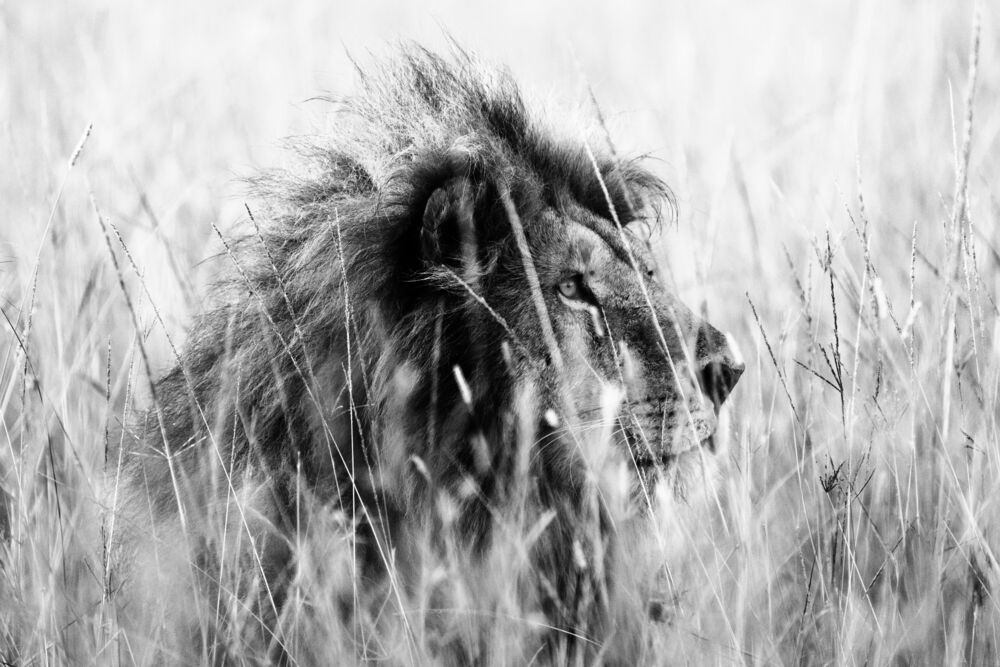 Lion in the grass 3