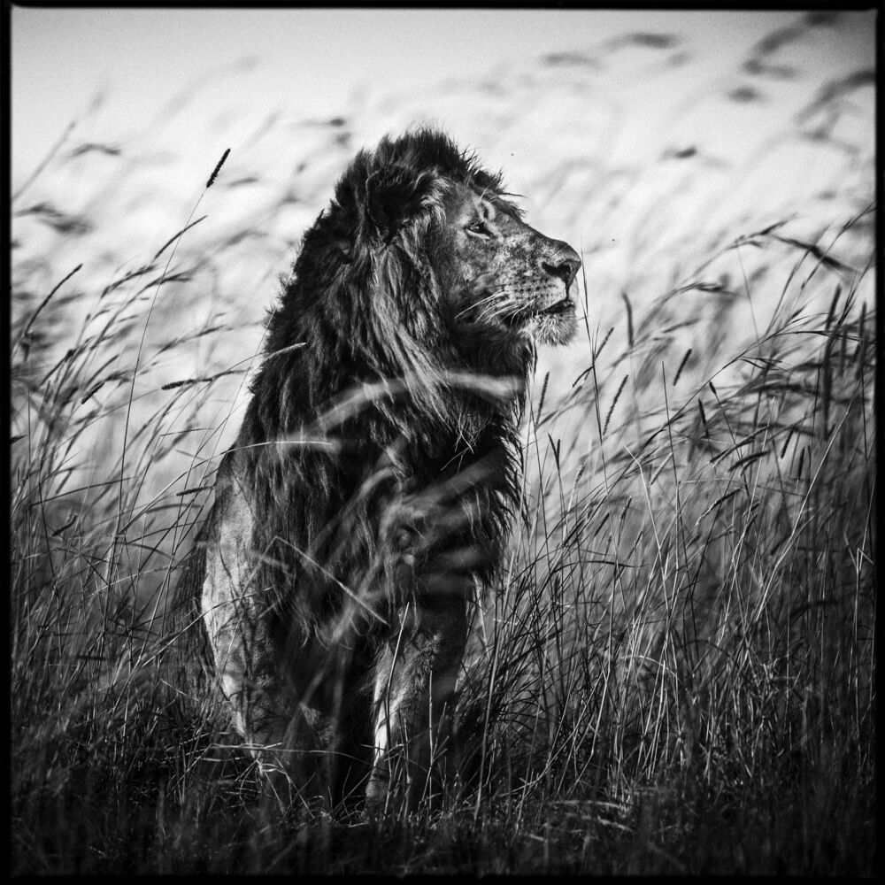Lion in the Grass I