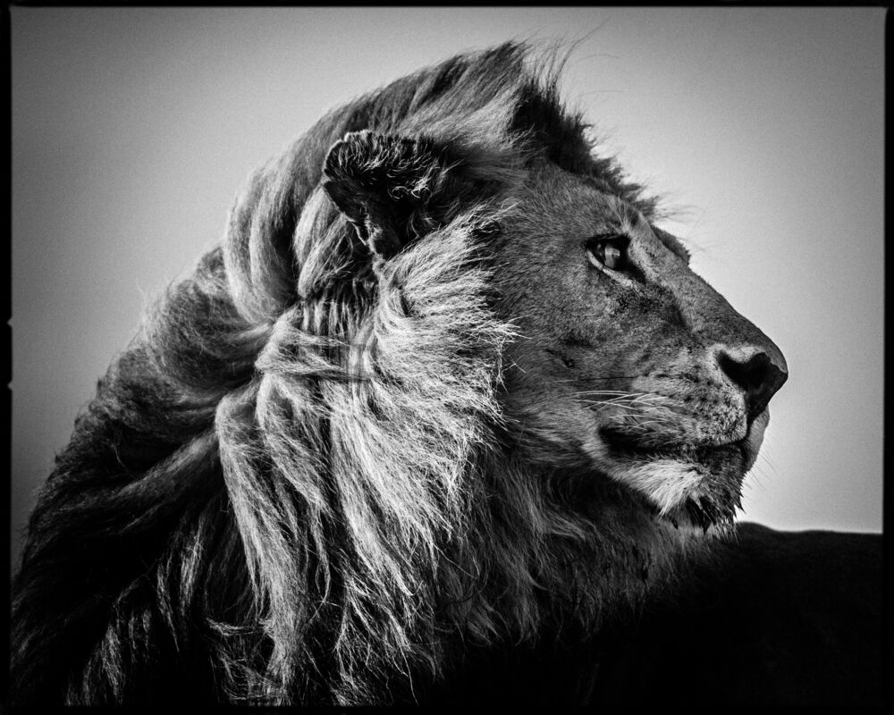 Lion in the Wind 3