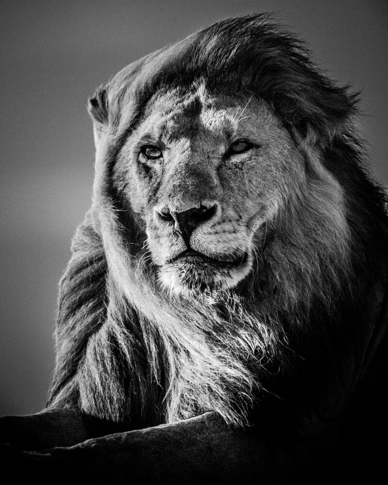 Lion in the Wind V