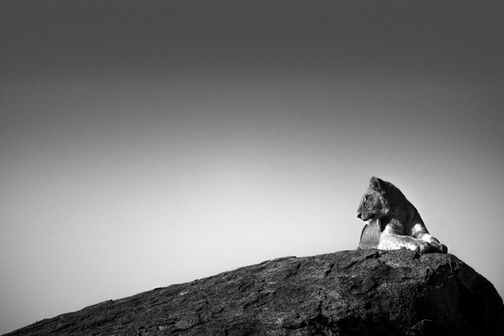 LION SUR UN ROCHER
