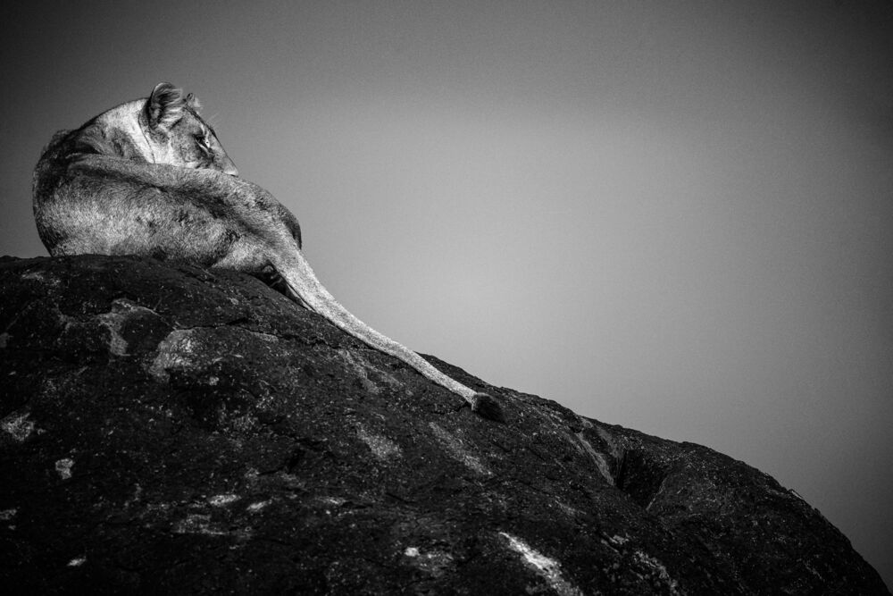 LIONESS ON A ROCK, TANZANIA 2015
