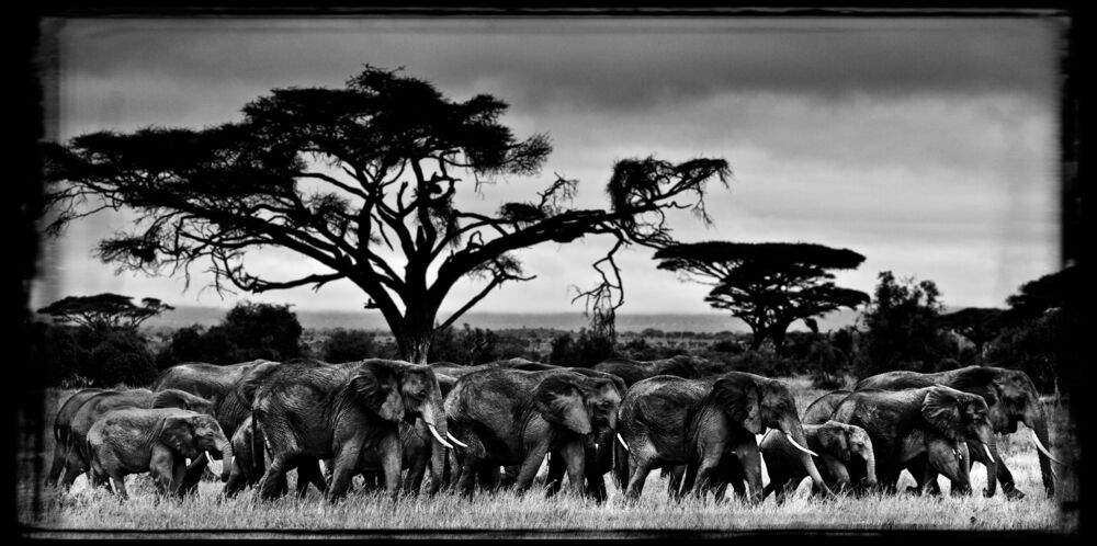 MARCHE DES &Eacute;L&Eacute;PHANTS