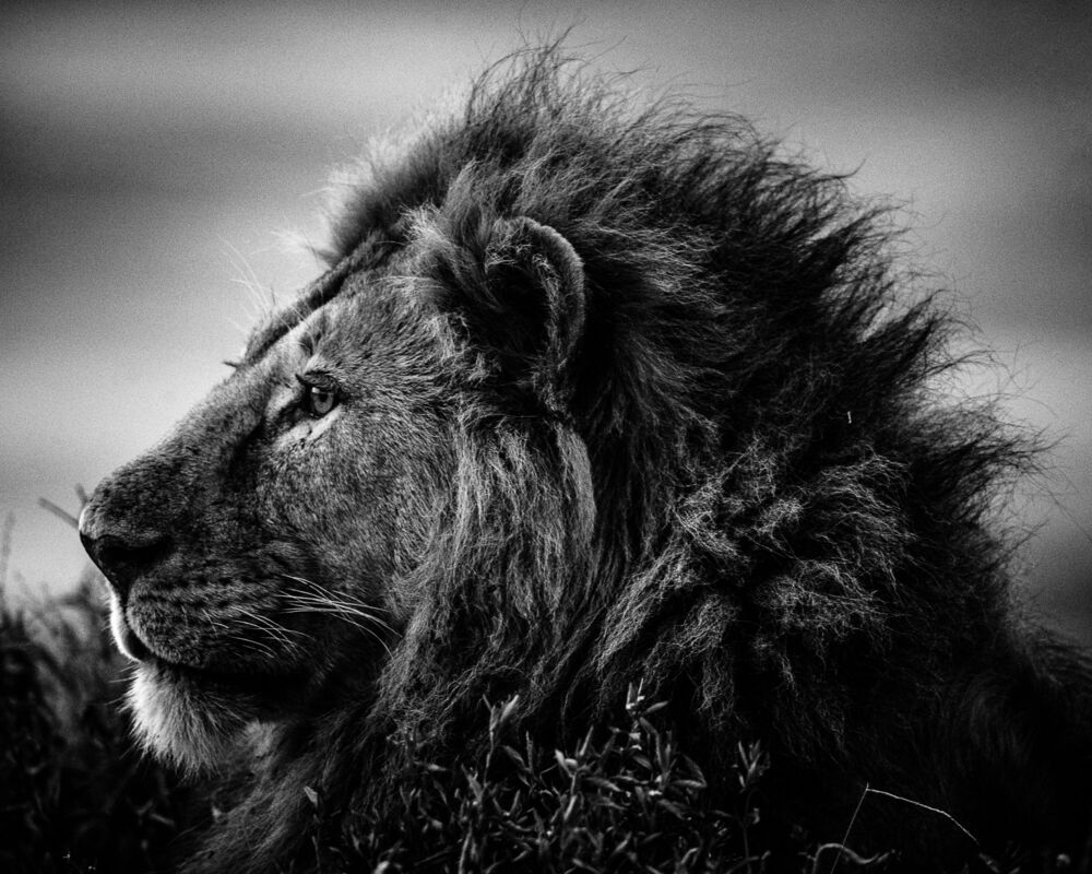 STRONG AND SWEET LION, TANZANIA 2015