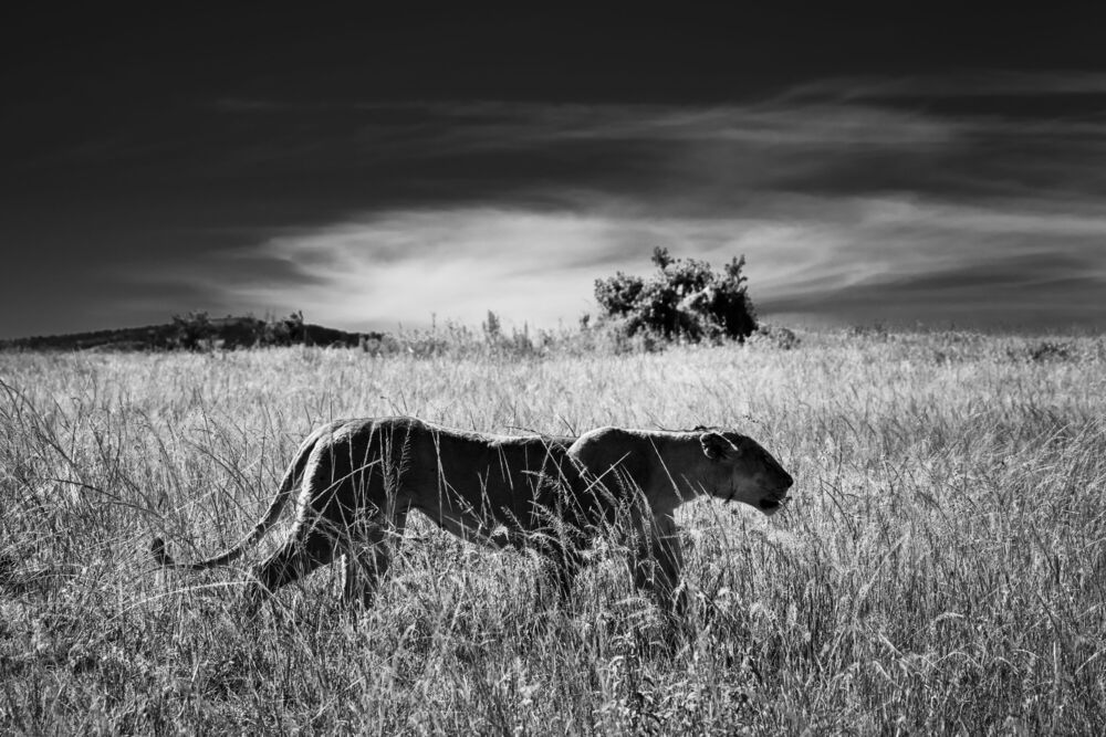 Walking lioness