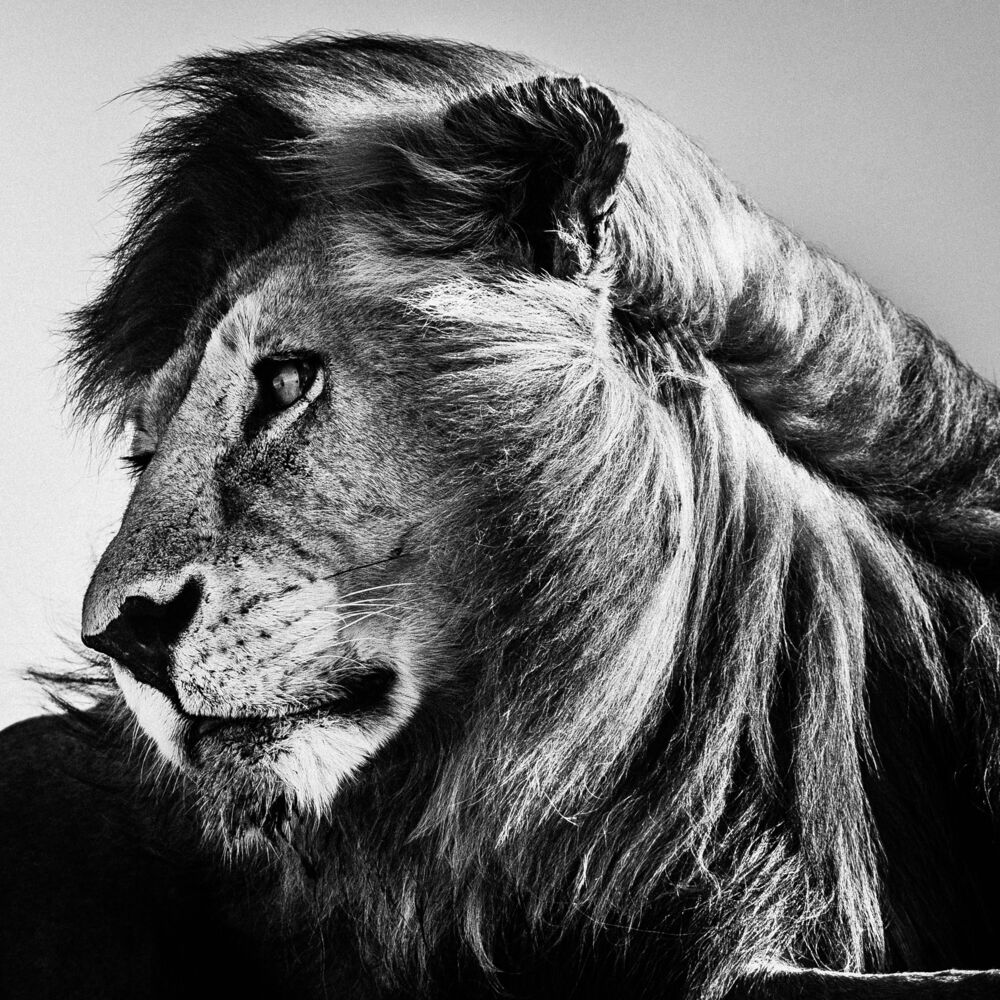 WILD LION PORTRAIT 1