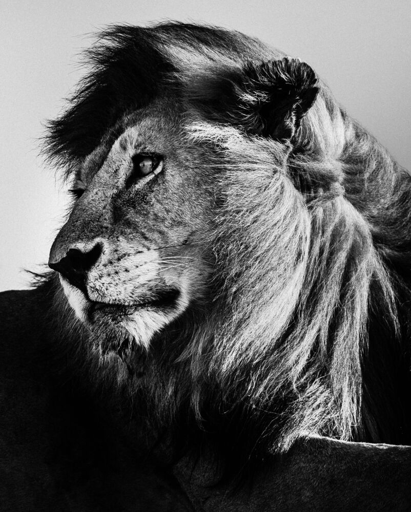 WILD LION PORTRAIT 2