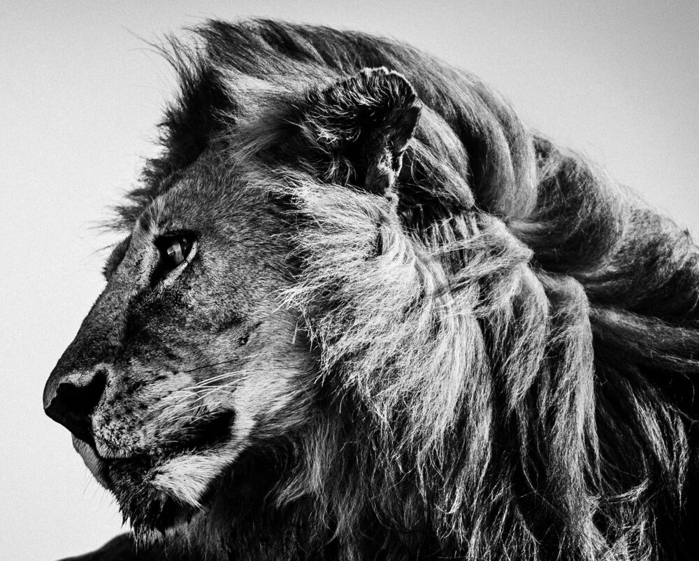 WILD LION PROFILE