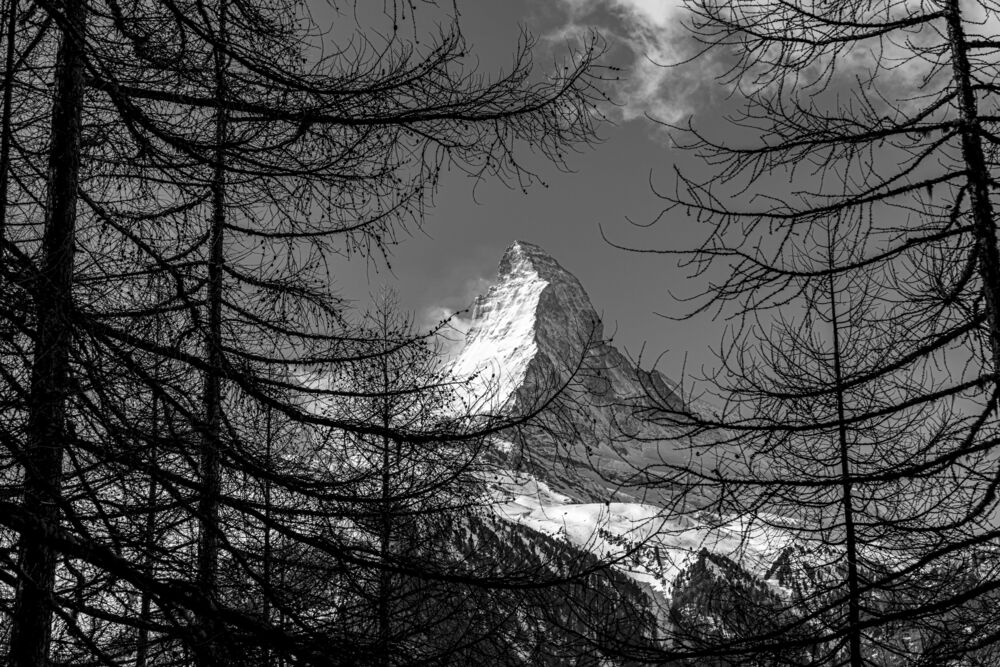 Matterhorn between the trees
