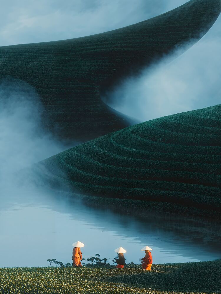The soft Harvest