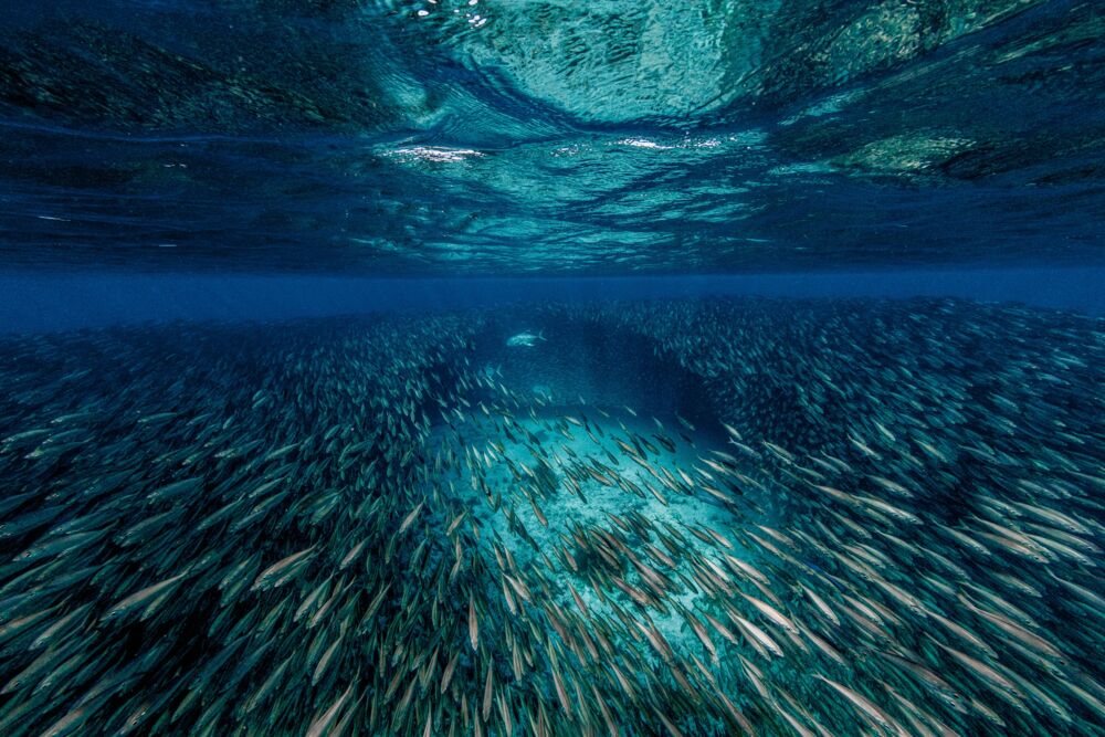 The Jack fish and the bait ball
