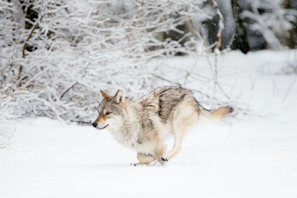 La course du loup dans la neige