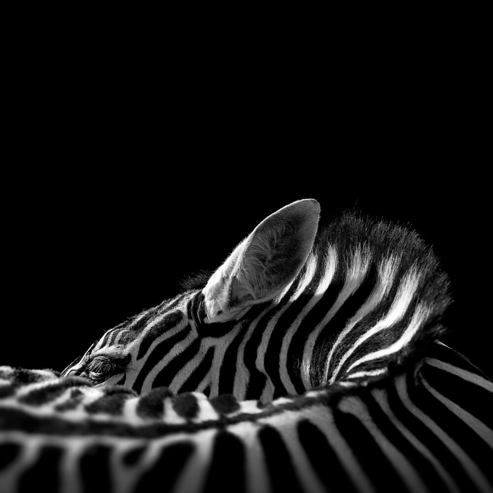 The Chapman's Zebra