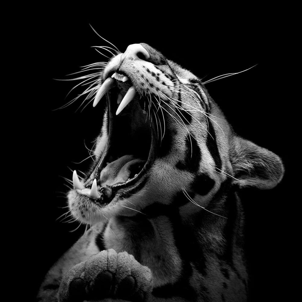 The Clouded Leopard