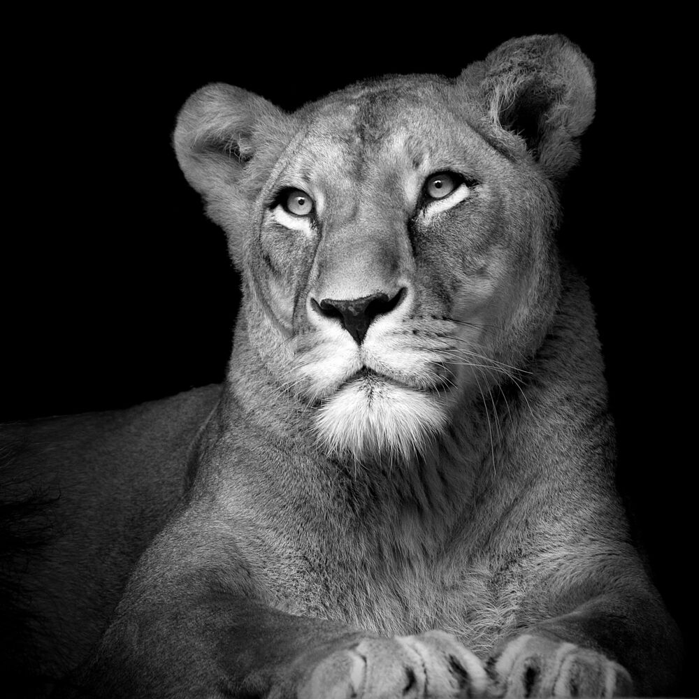 The Lioness