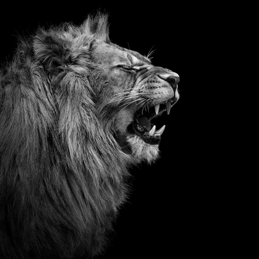 YOUNG LION I