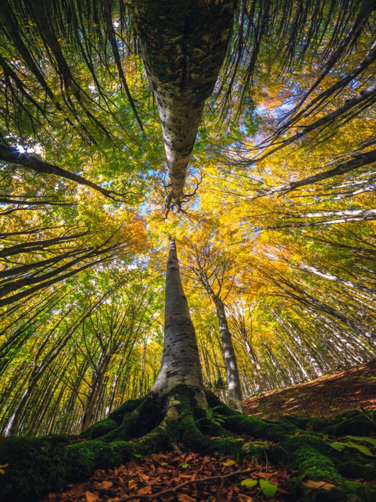 MOTHER NATURE