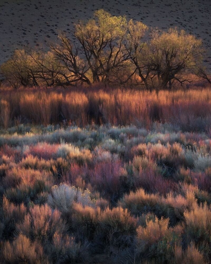 DANCING COLORS