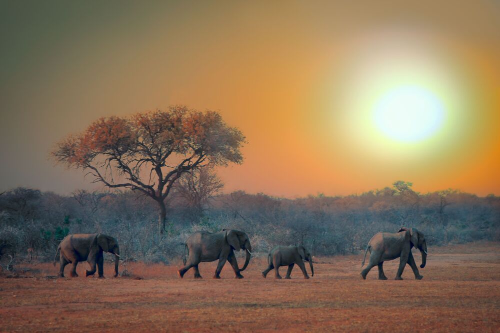 The Rising Sun