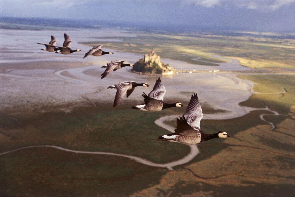Le Mont Saint-Michel - Le peuple migrateur