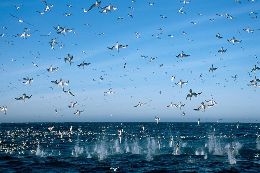 Sardine Run