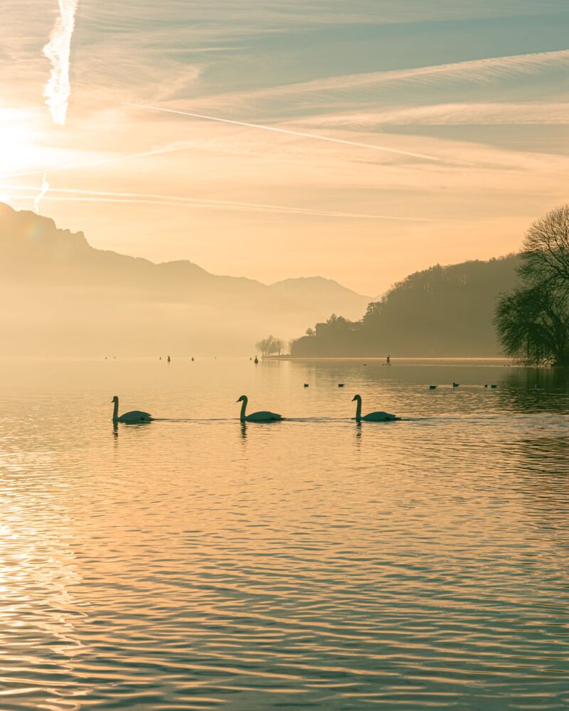 Les cygnes du lac d'Annecy