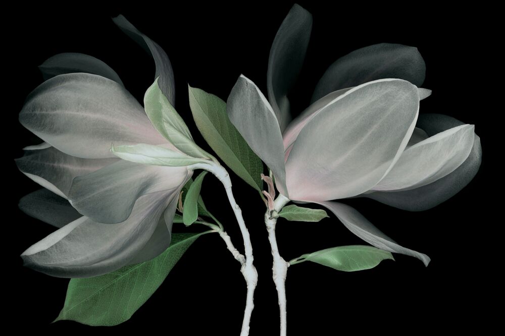 FLEUR DE MAGNOLIA