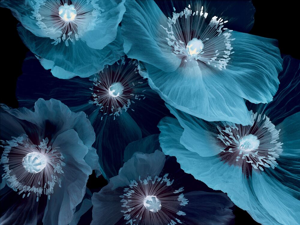 Fleurs De Pavot