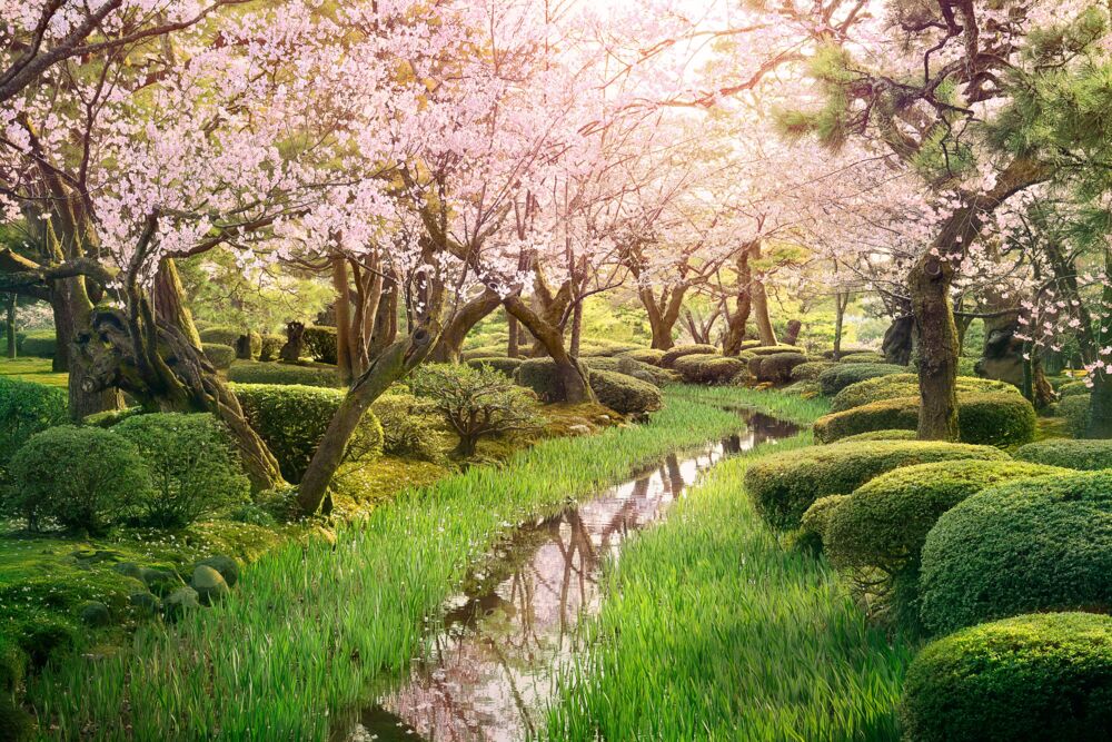 Sakura stream
