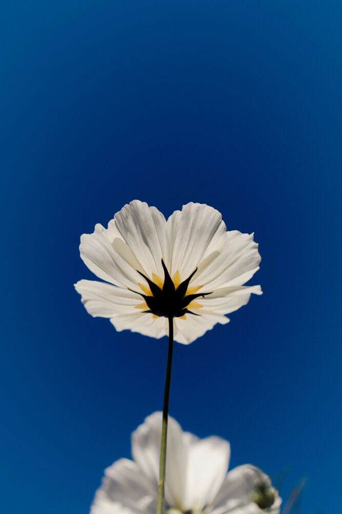 yellow korner フォトアート 【額付き】植物 blue-sky.jpg