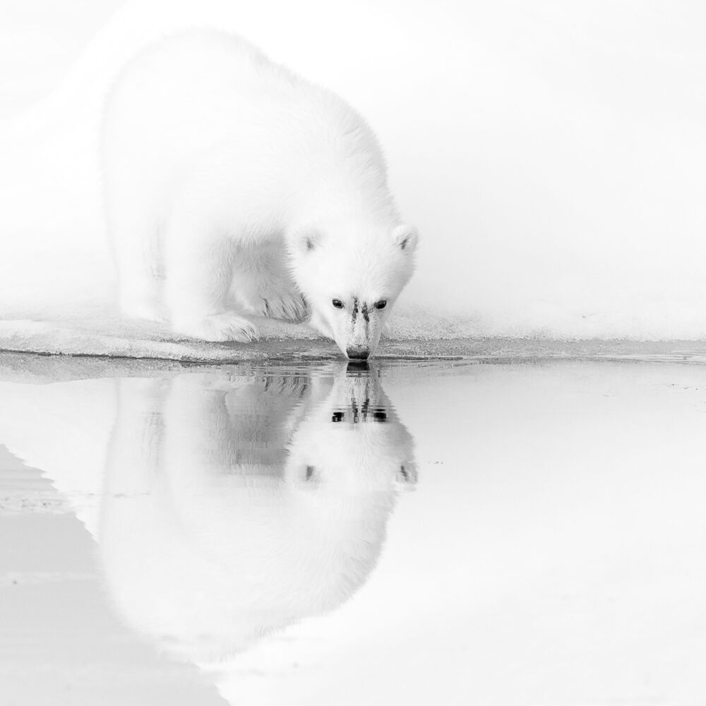 ICE REFLECTIONS