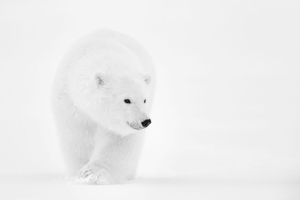 LOOKING FOR MUM