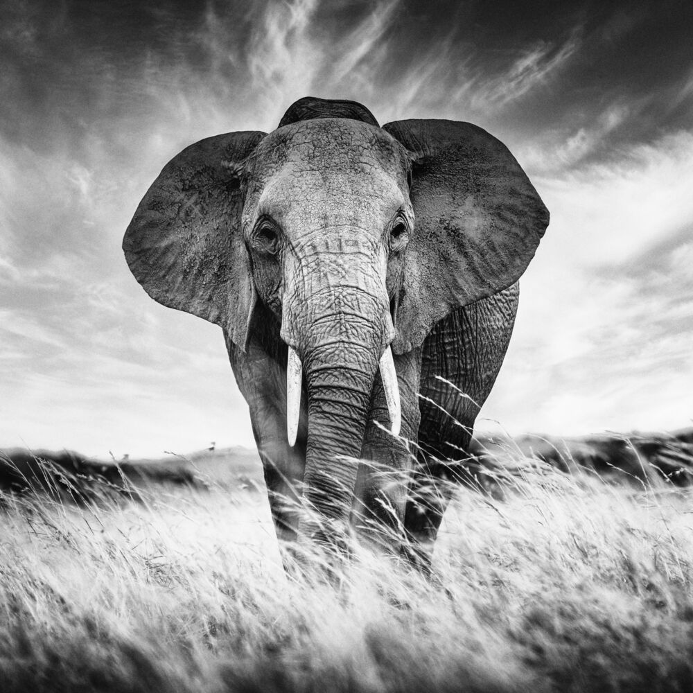 Meeting in the savannah