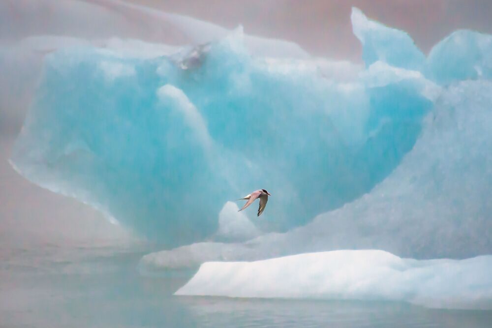Sterne Arctique