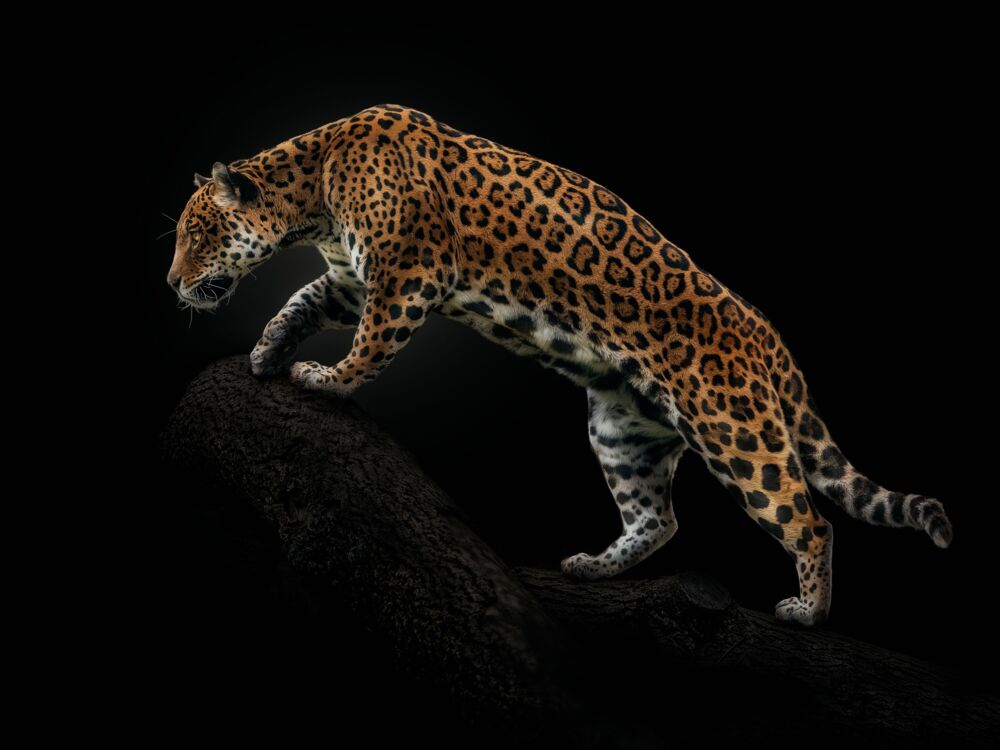 Amazonian jaguar