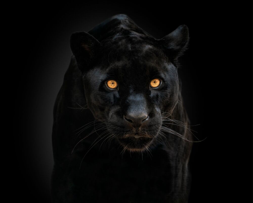 Black is beautiful