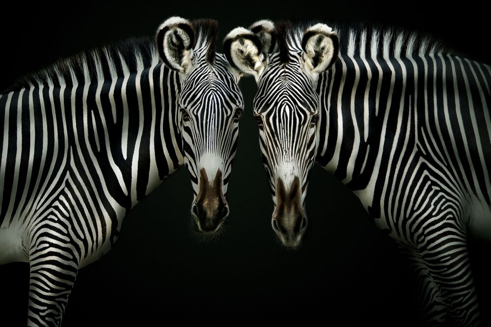 DOUBLE TROUBLE